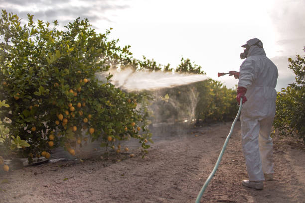 Best Bed Bug Extermination  in Wrightsville, AR